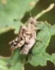 Pezotettix giornae